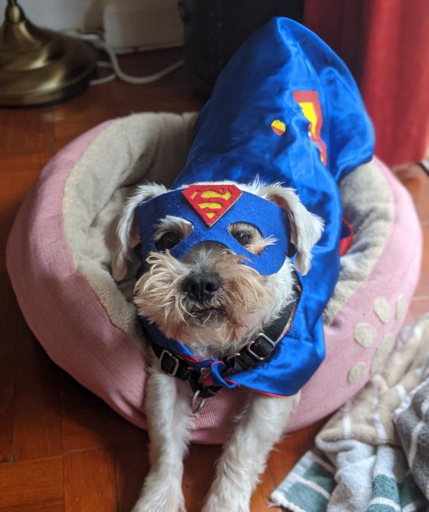 Charlie the superdog